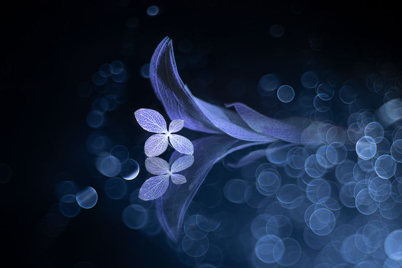 close-up A waking dream фото превью