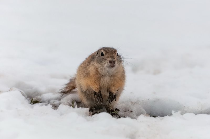 суслик, снег, весна, сибирь Вот и весна! фото превью