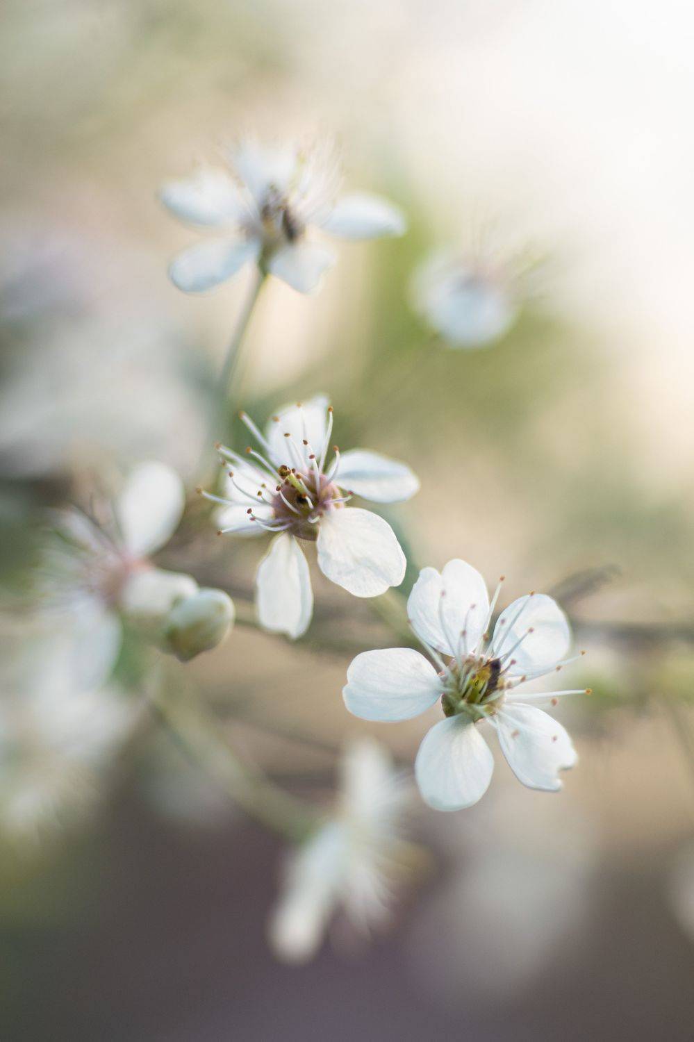 вишня цветение весна cherry blossom spring, Рохмистрова Мария