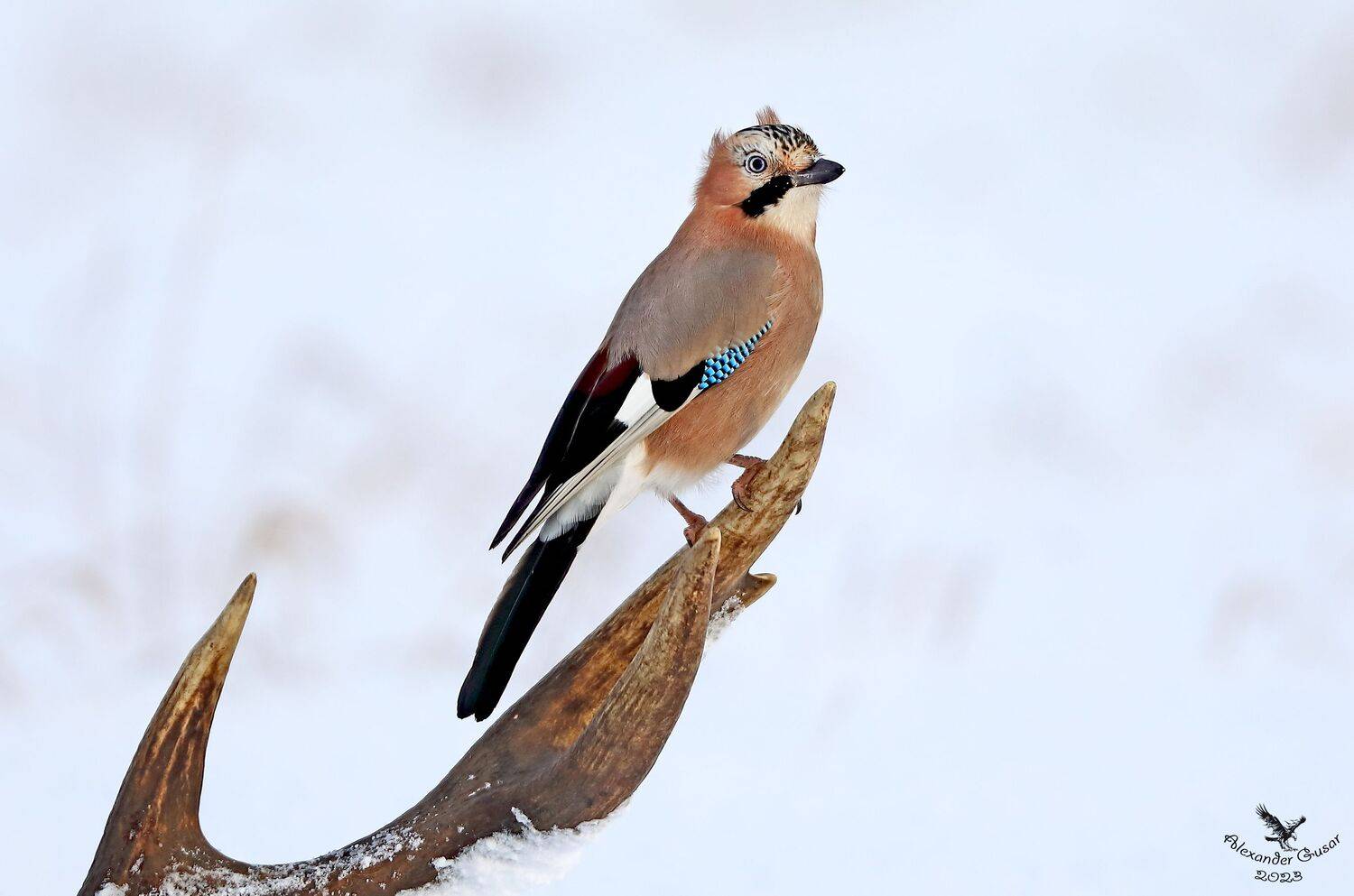 , Гусар Александр