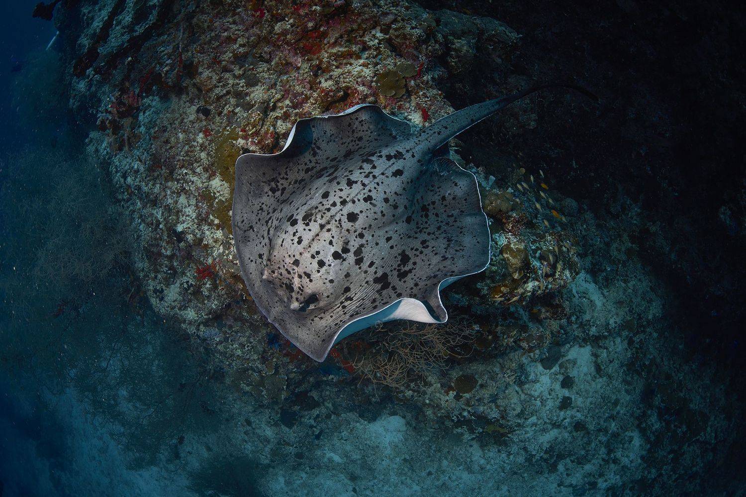 скат, дайвинг, подводная фотосъемка, мальдивы, PAVEL PEREPECHAEV