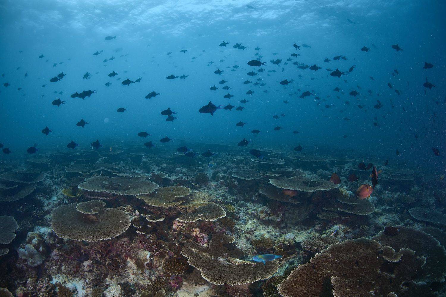 рыбки, дайвинг, подводная фотосъемка, мальдивы, PAVEL PEREPECHAEV