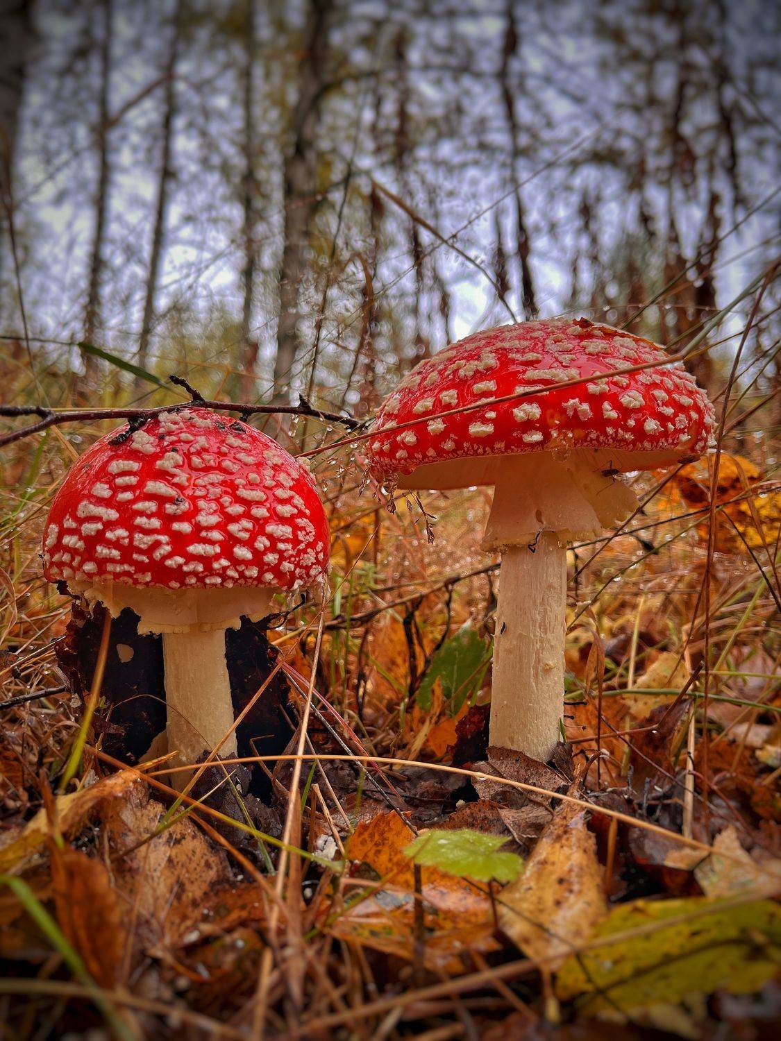 , Бравичева Анастасия