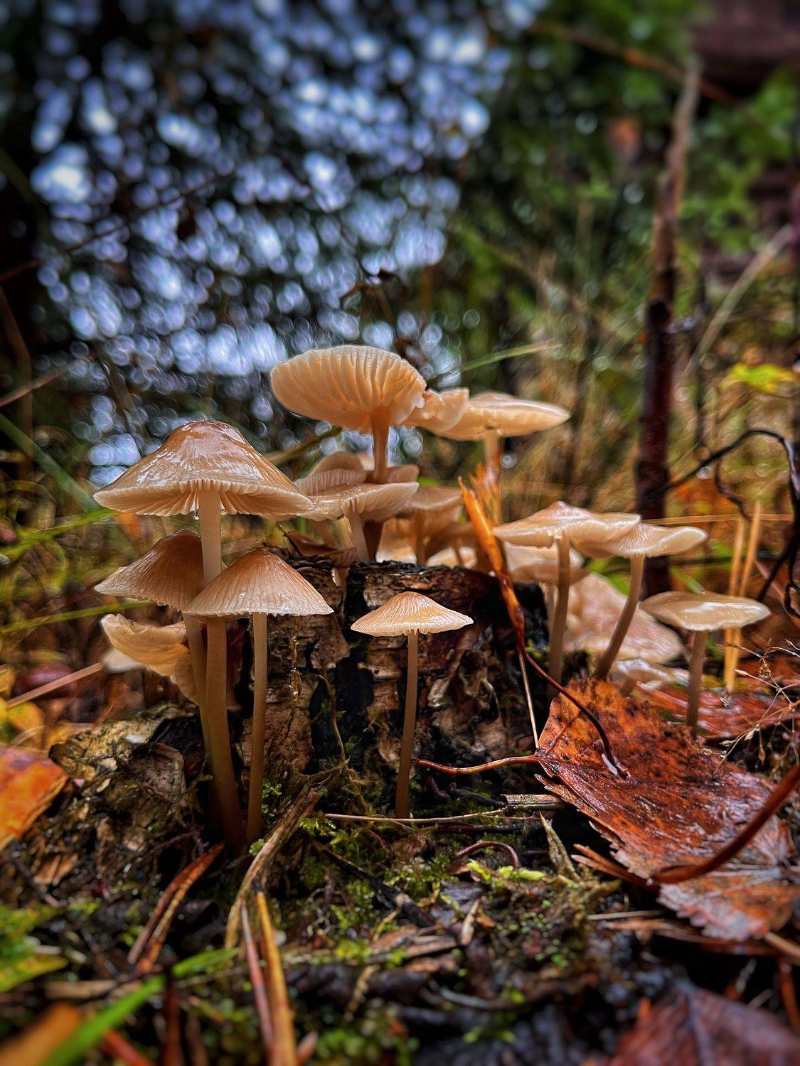 , Бравичева Анастасия