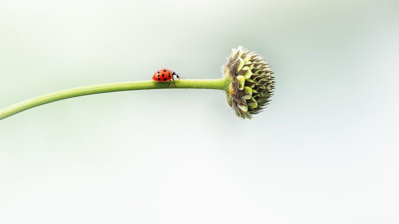 macro, ladybug, georgia ladybug фото превью