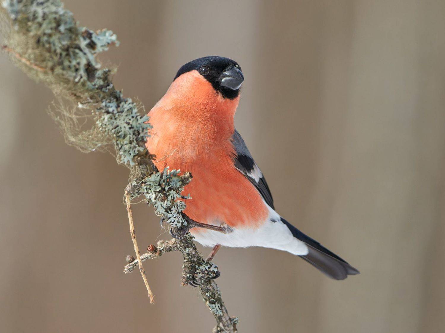 птицы, снегирь, Стас