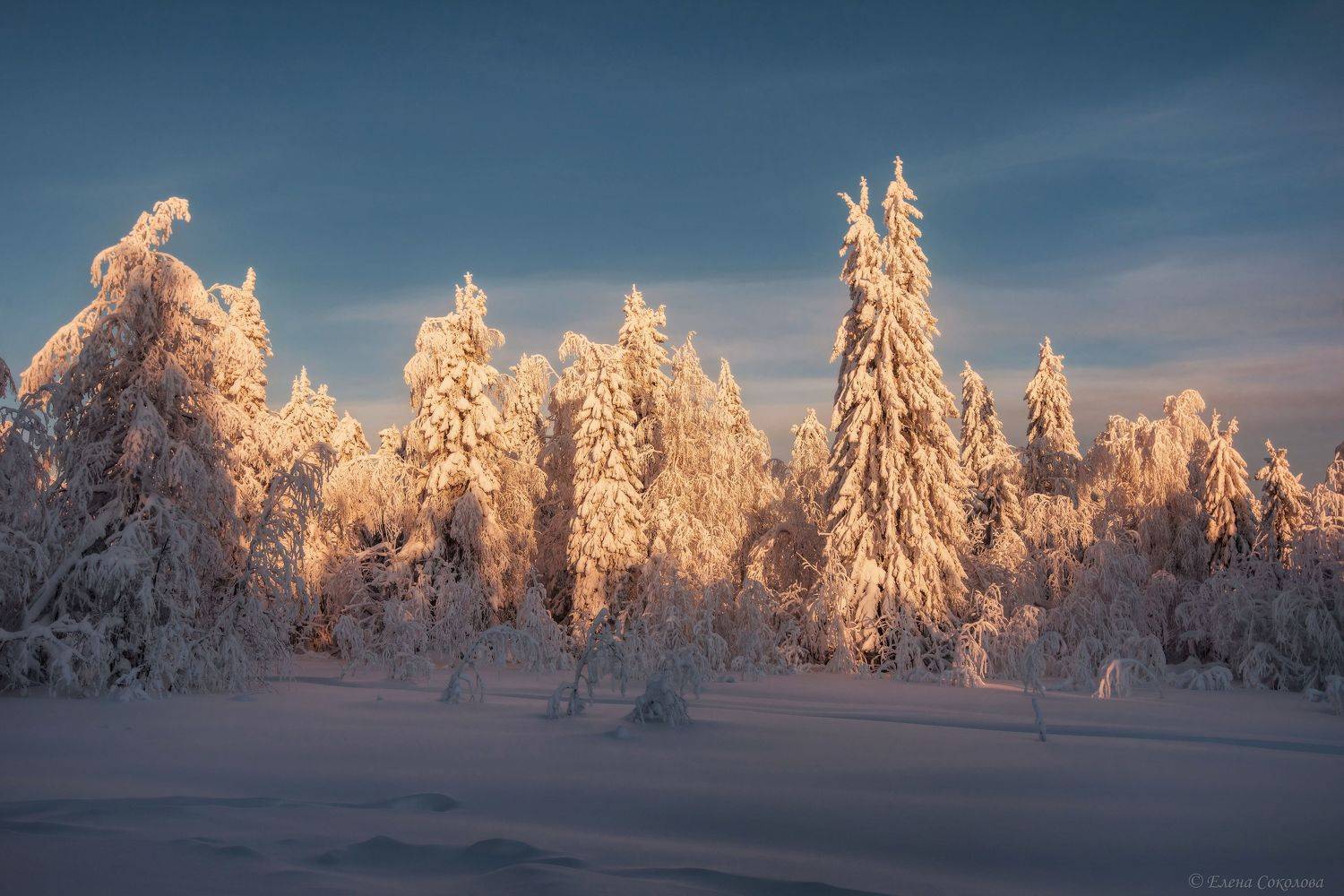 рассвет, зима, зимний пейзаж, лес, природа, утро, снежные ели, пермский край, горнозаводский район, Соколова Елена