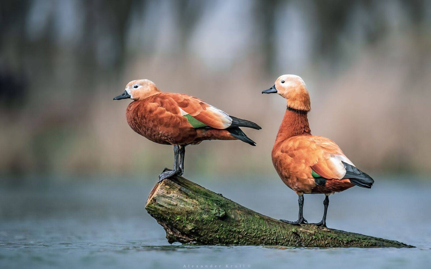 , Круль Александр