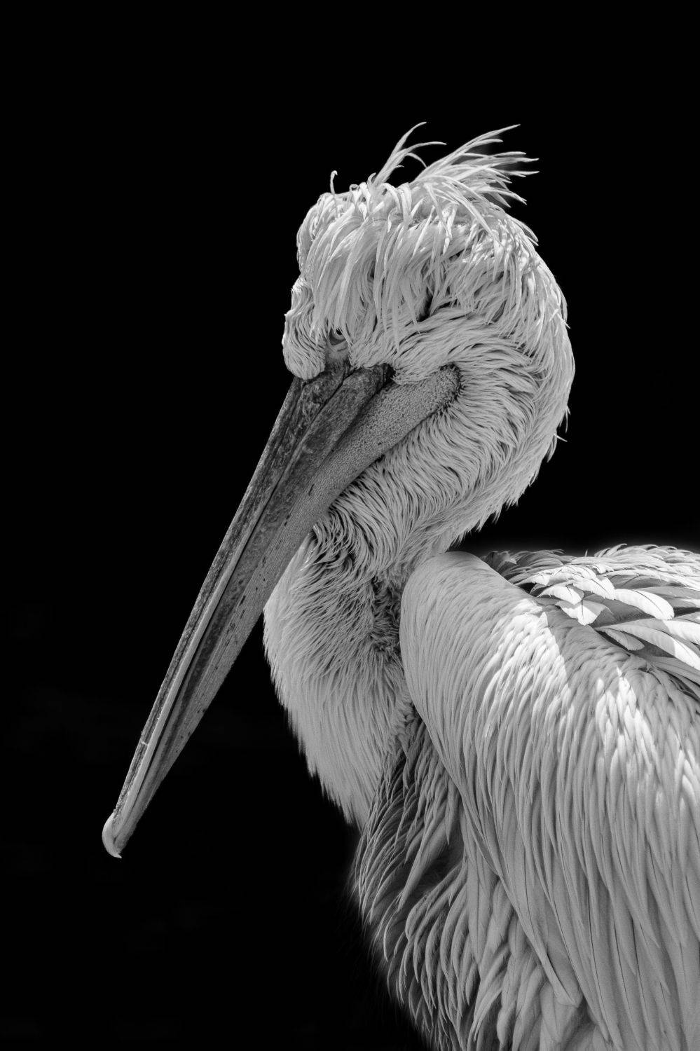 , Юрий Пужалин