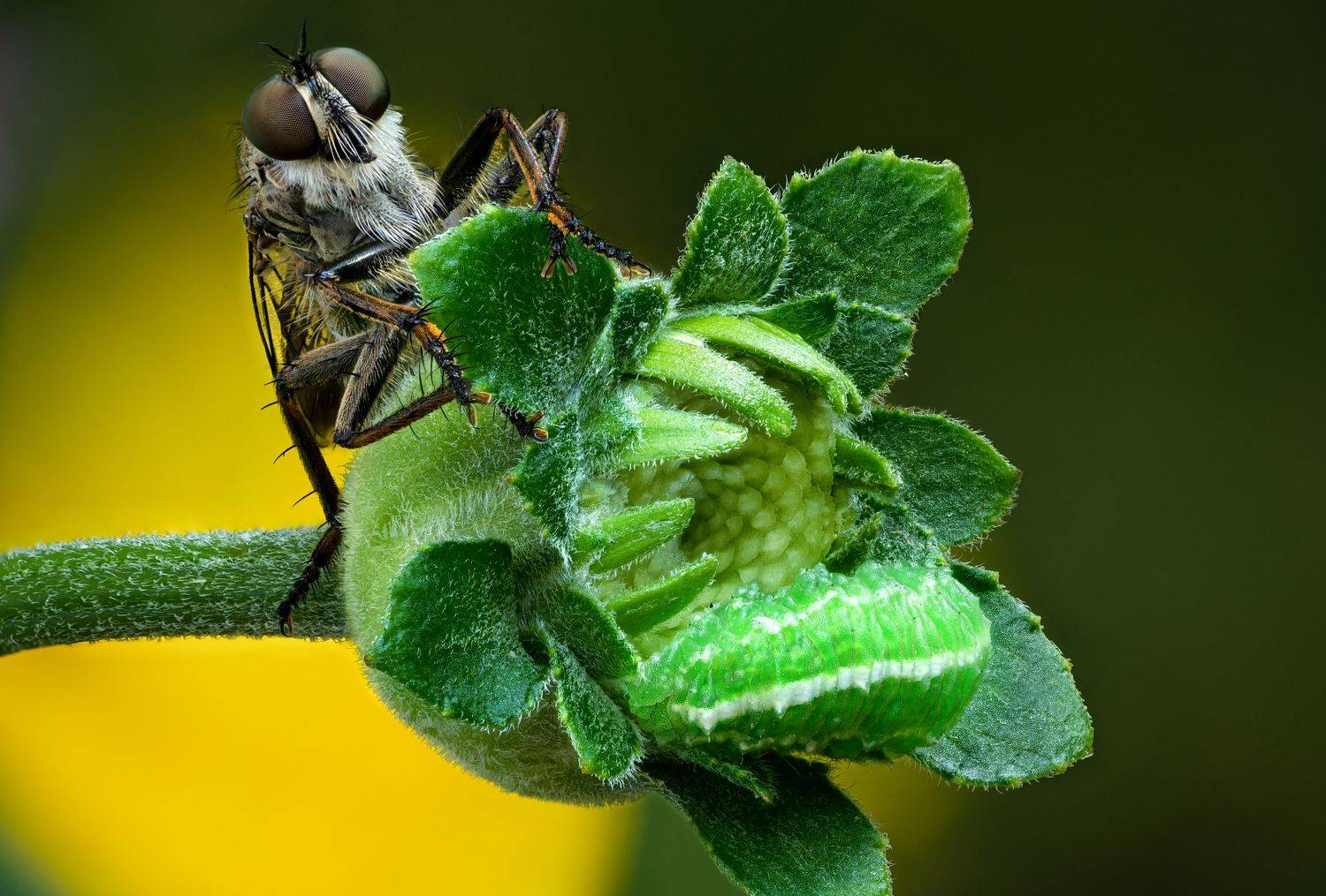 , Антон Финевич