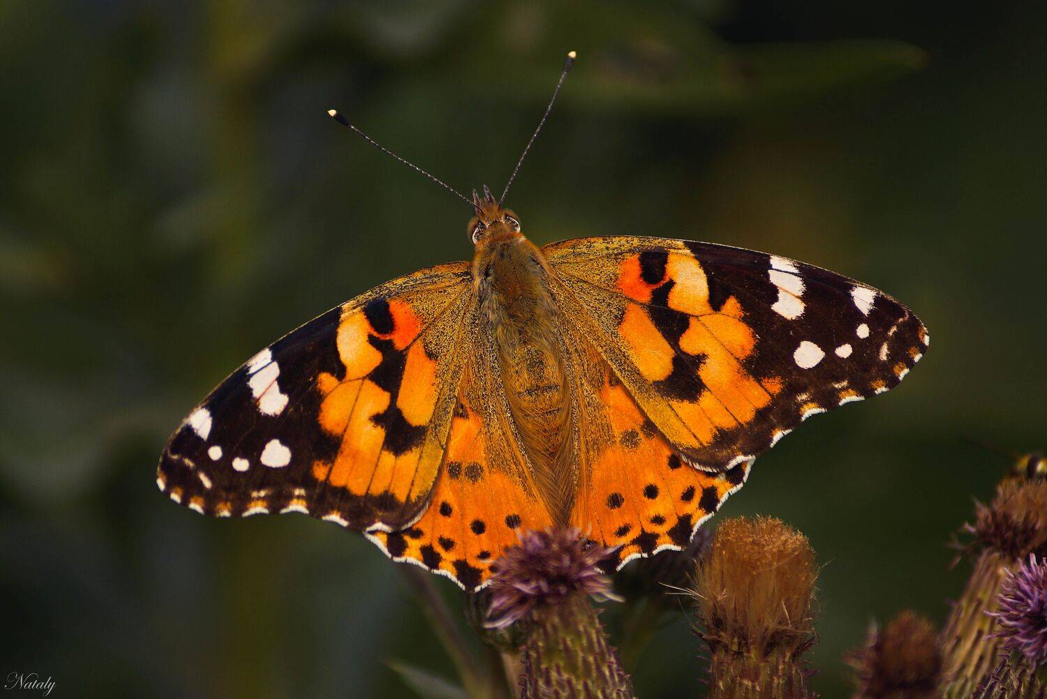 , Екимова Наталья
