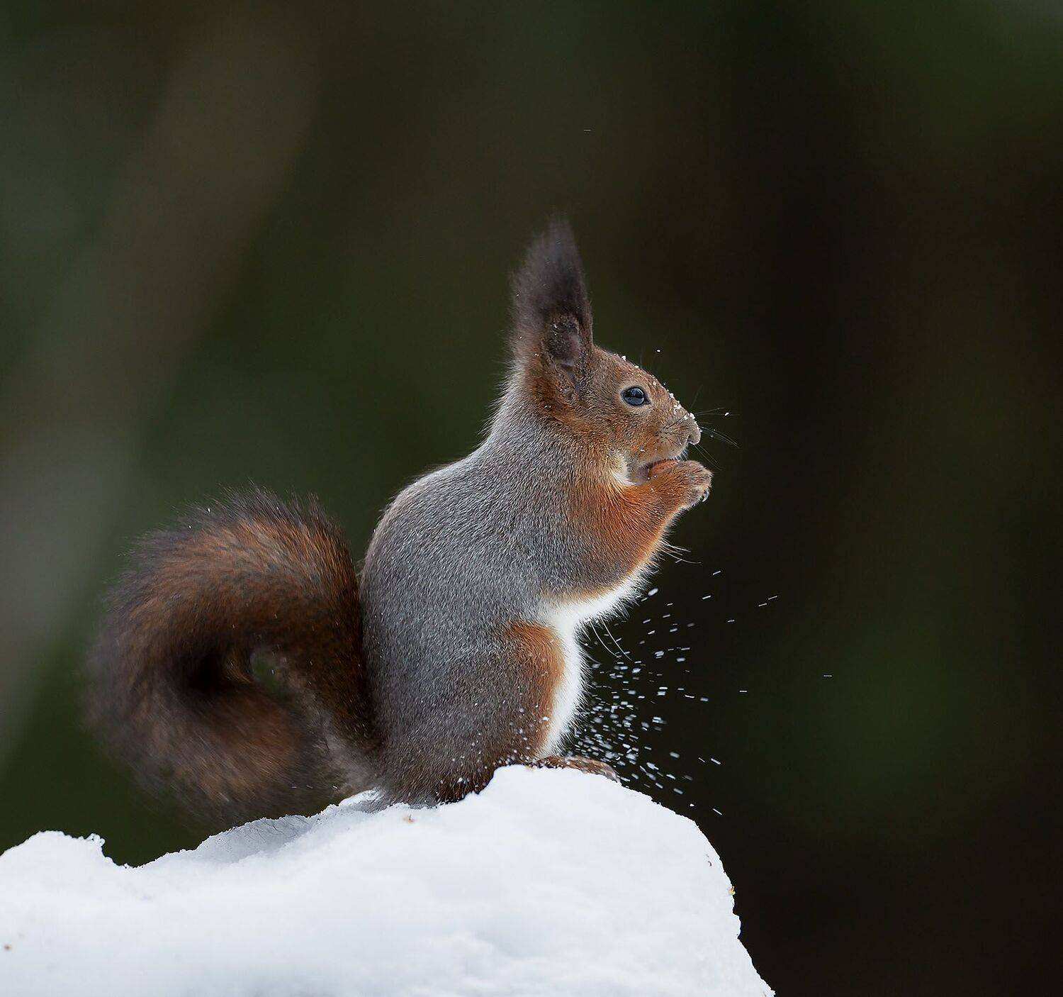 белка, орех,лес,зима, природа, squirrel, beautiful, forest, nut, winter, nature, Стукалова Юлия