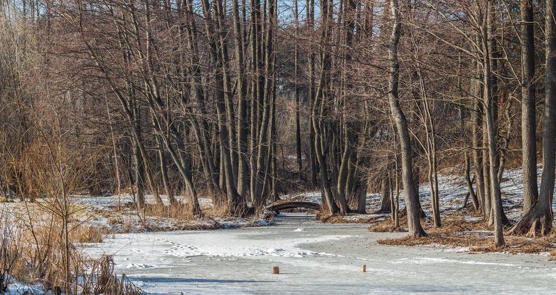 лес, деревья, природа  фото превью