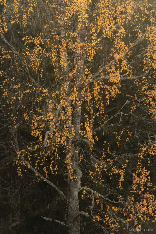 искусство природы, ленинградская область, карельский перешеек, времена года, арт Кружева фото превью