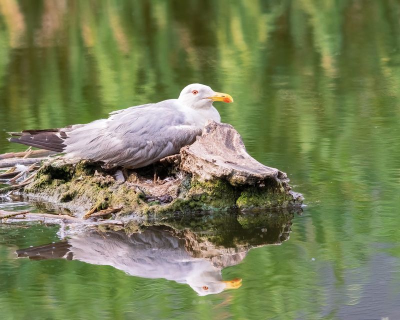Чайка-хохотунья фото превью