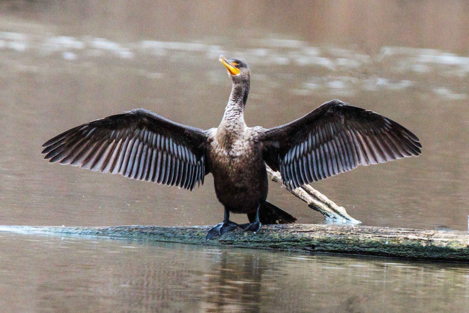 , Леонид Дьяченко