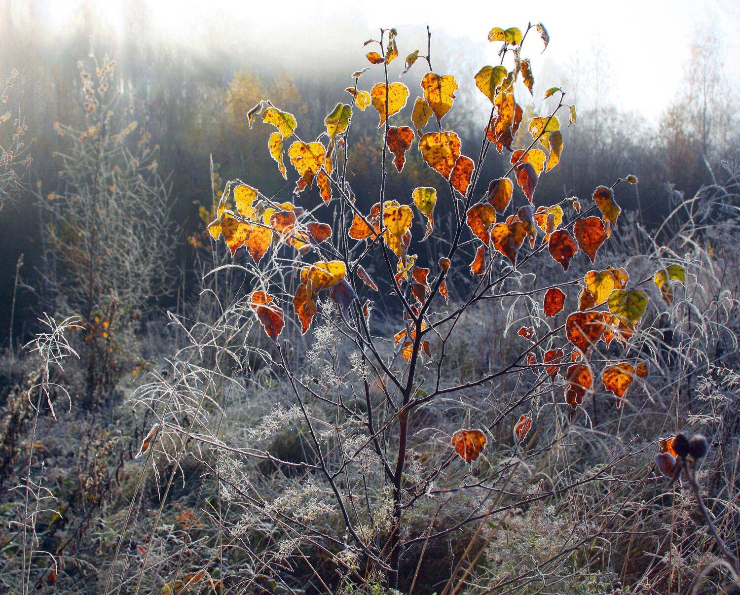 осень , лес, Александр Свистков