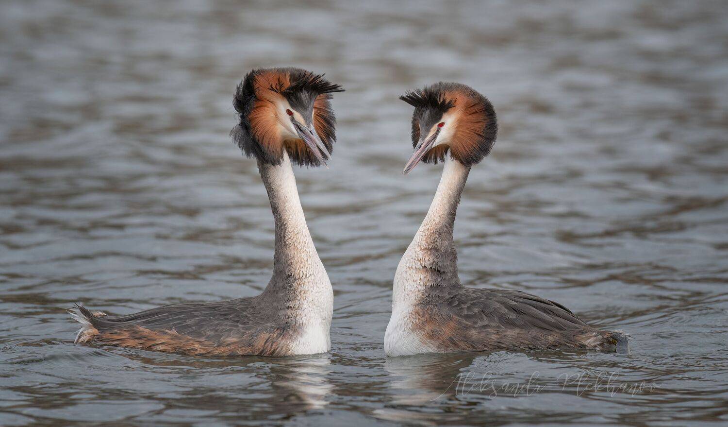 краснодар, Плеханов Александр
