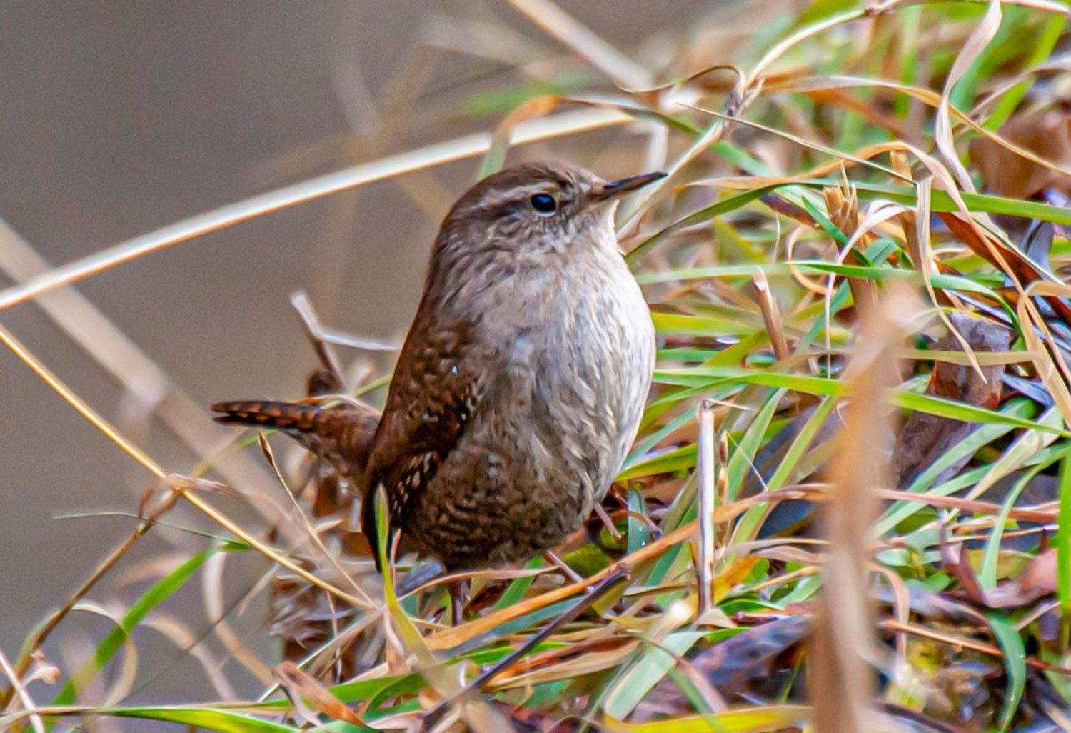 крапивник, кисловодск, птицы, Сергей Савчук
