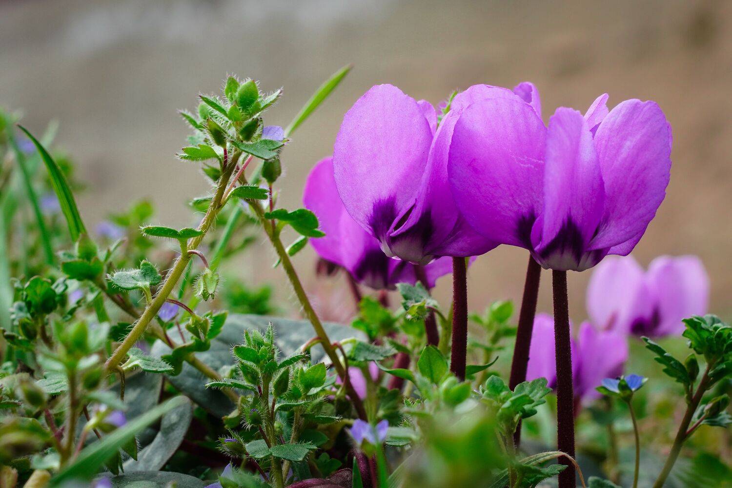 , Вадим Коваленко