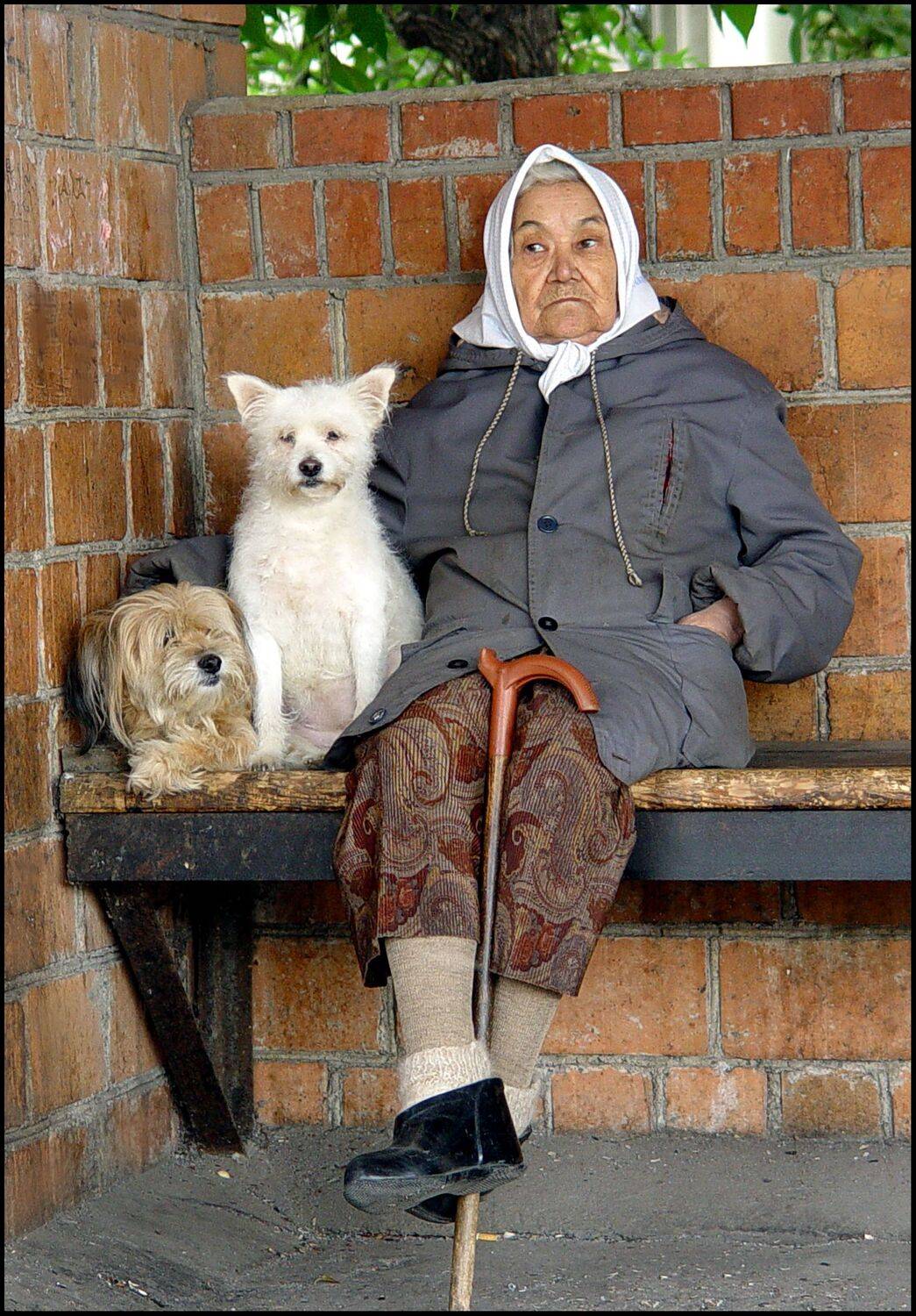 , Меднов Влад