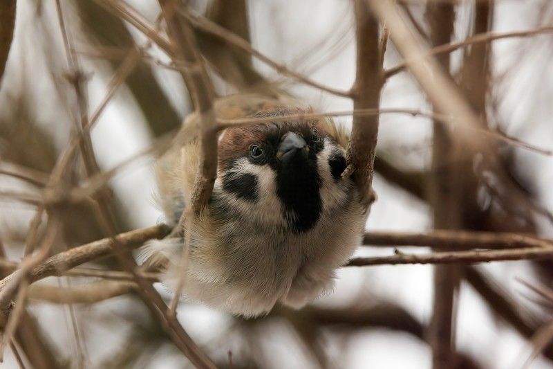 Воробей, колобок, зима Воробьиный колобок фото превью