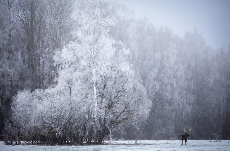 Один день из жизни зимы. фото превью