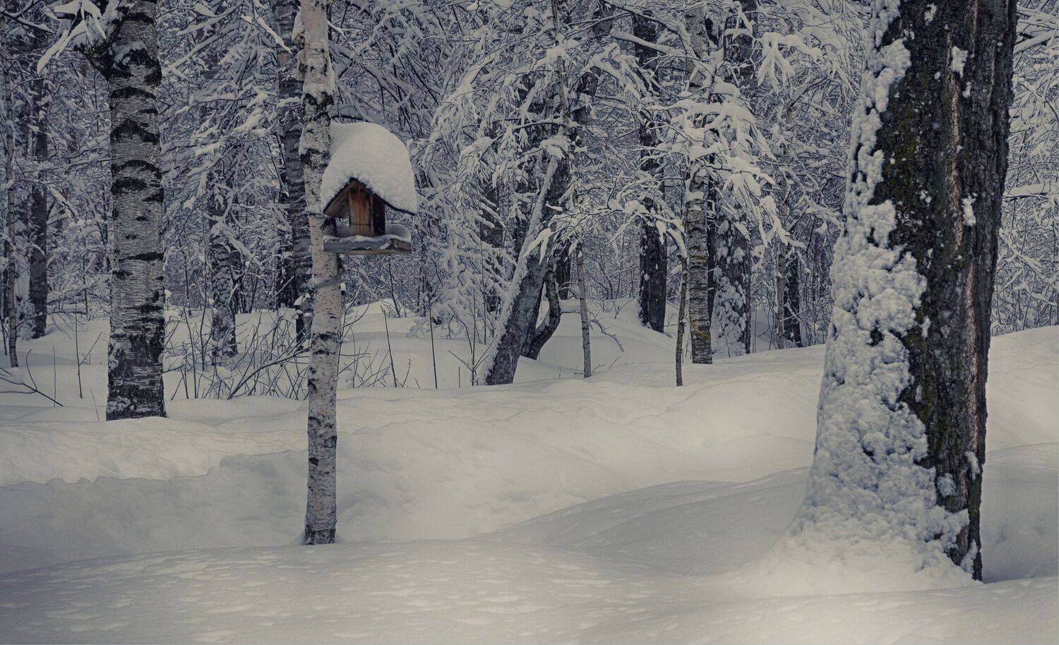 , Вера Петри