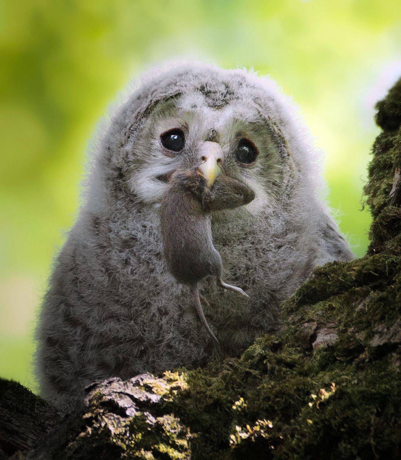 птицы России, птицы Москвы, фотоохота, наблюдение за птицами, птица, птицы, орнитология, nikon, birding, birdwatching, bird freak, Никон Александр