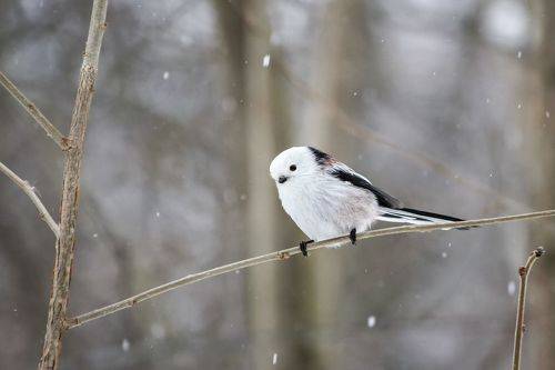 Длиннохвостая синица (Aegithalos caudatus).