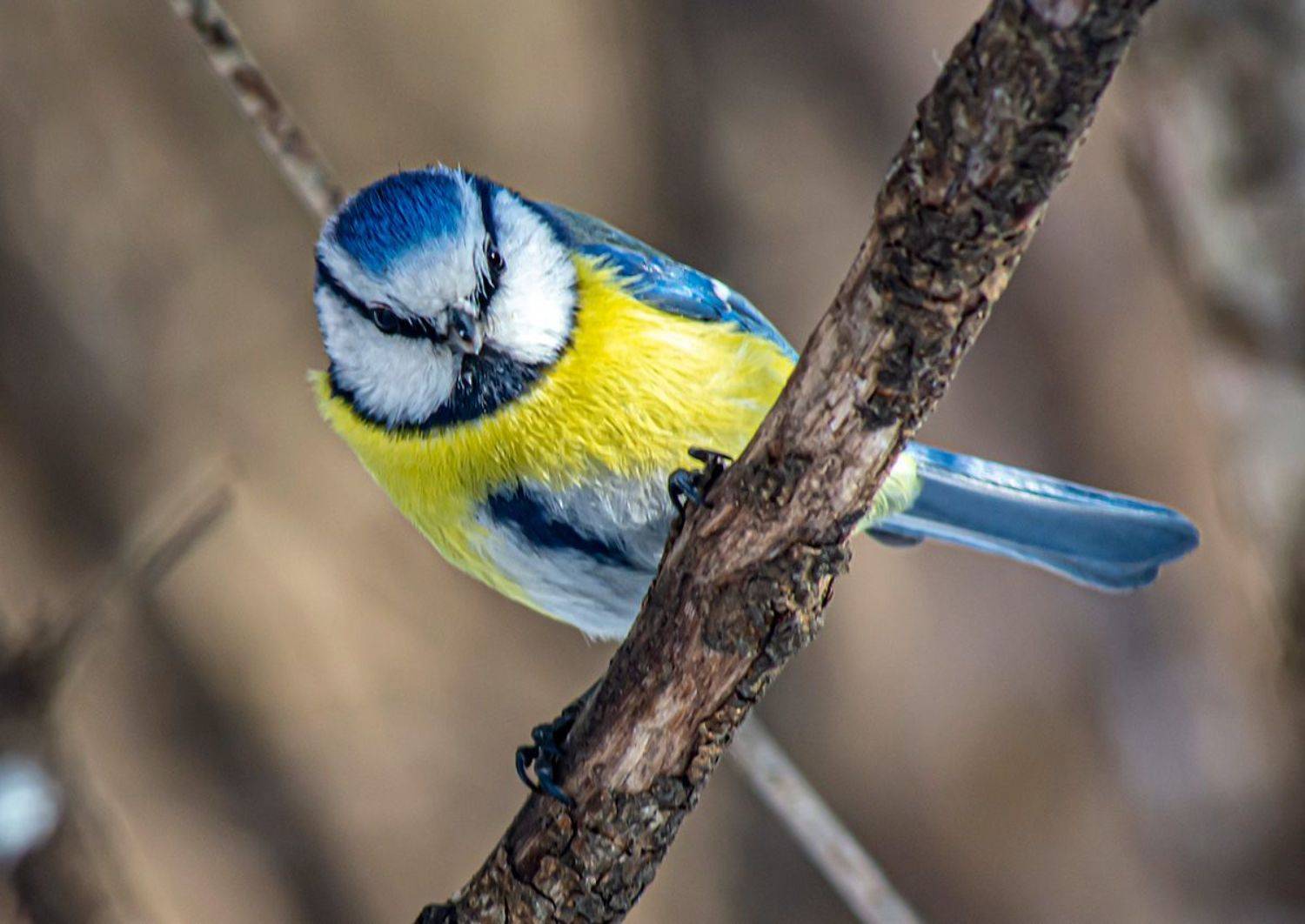 кисловодский парк, птицы, лазоревка, кисловодск, Сергей Савчук