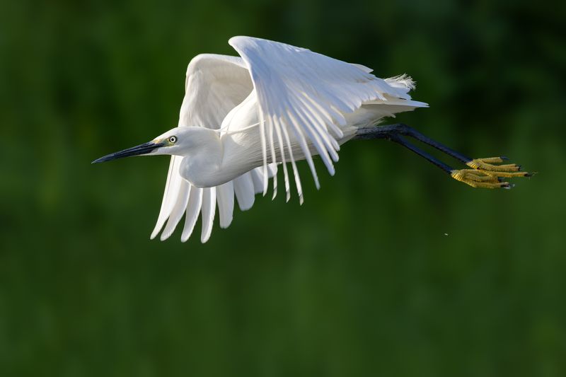 Little Egret фото превью