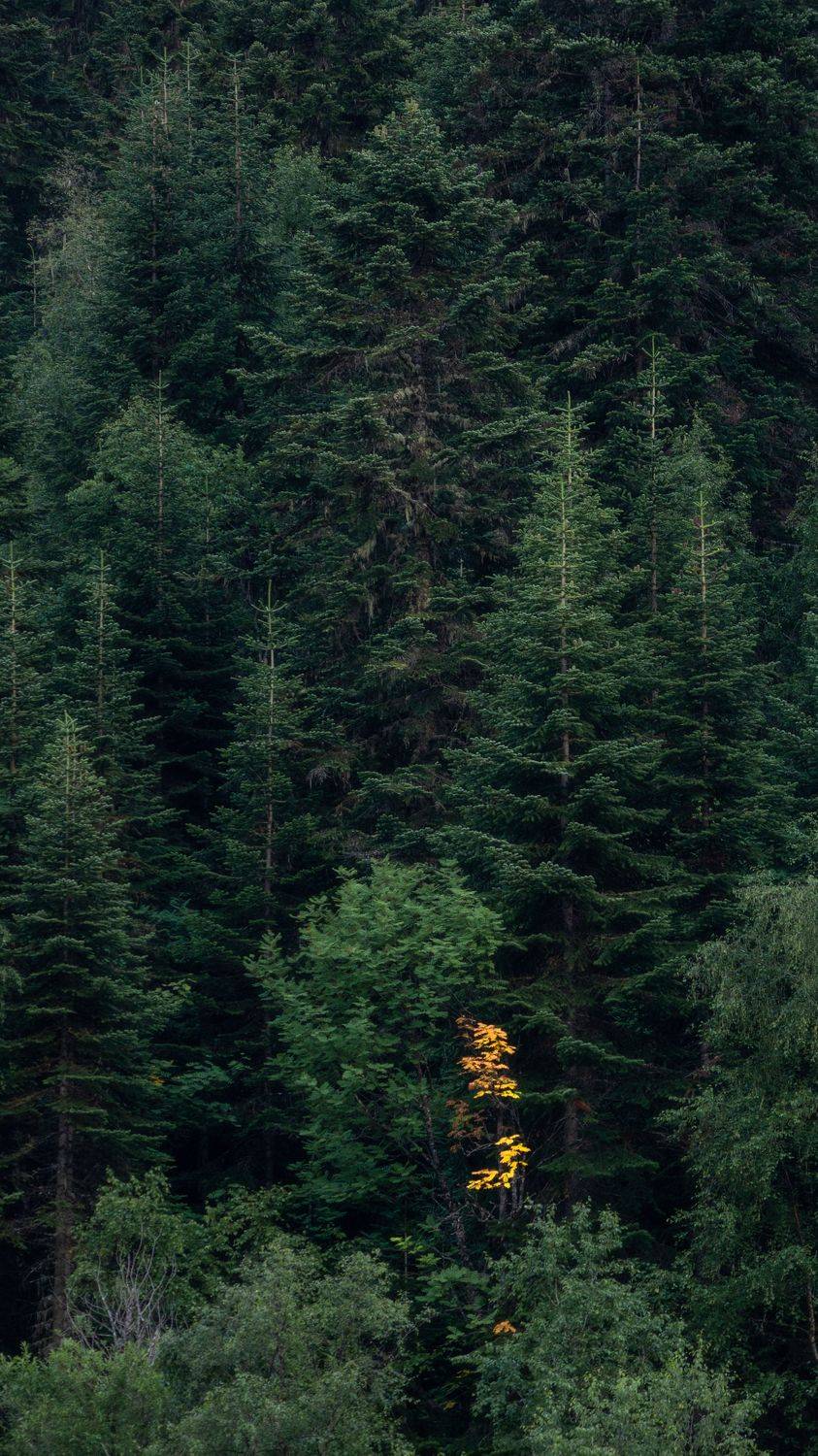 , Антон Литвин