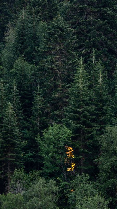 Среди пихт фото превью