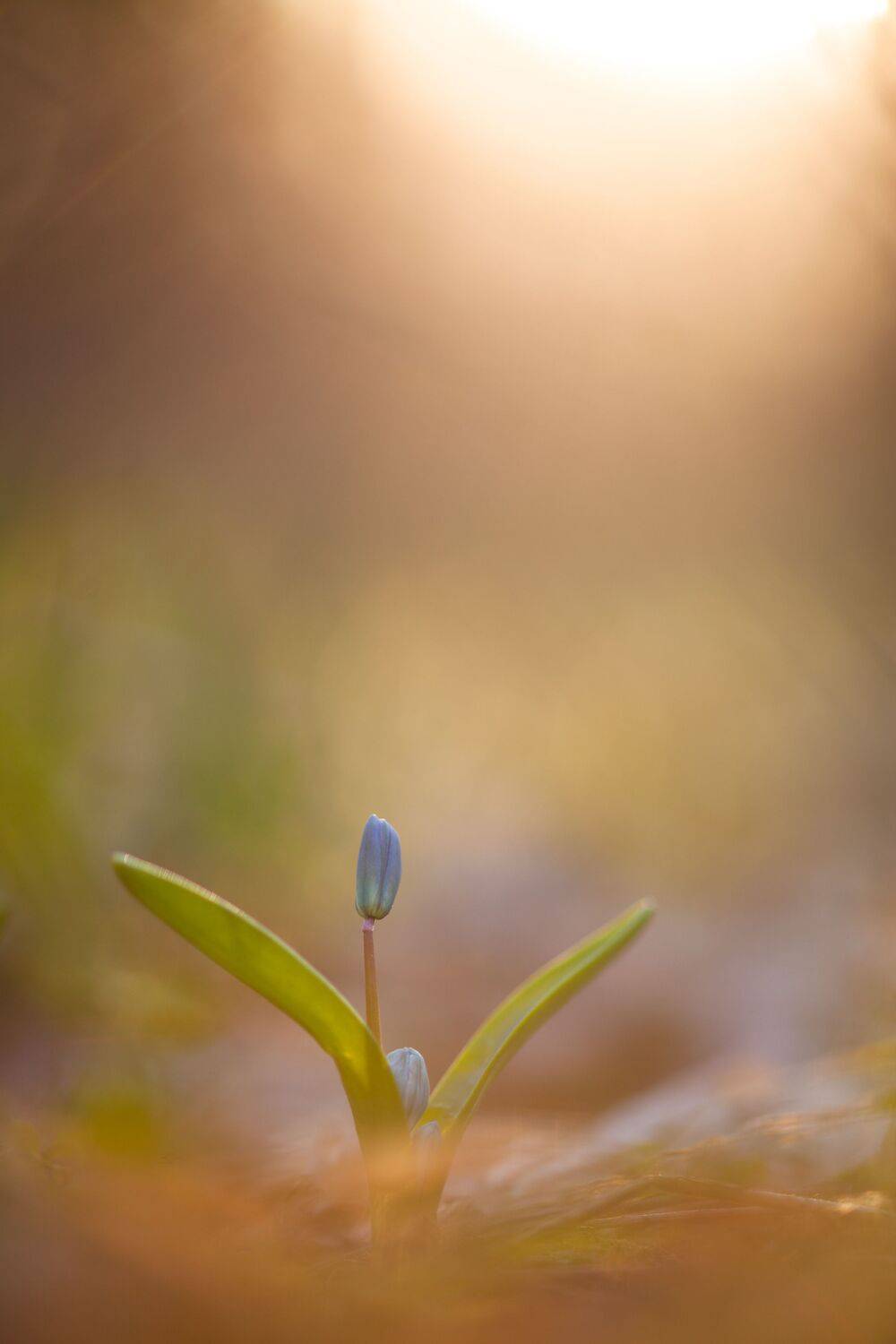 , Викулов Николай