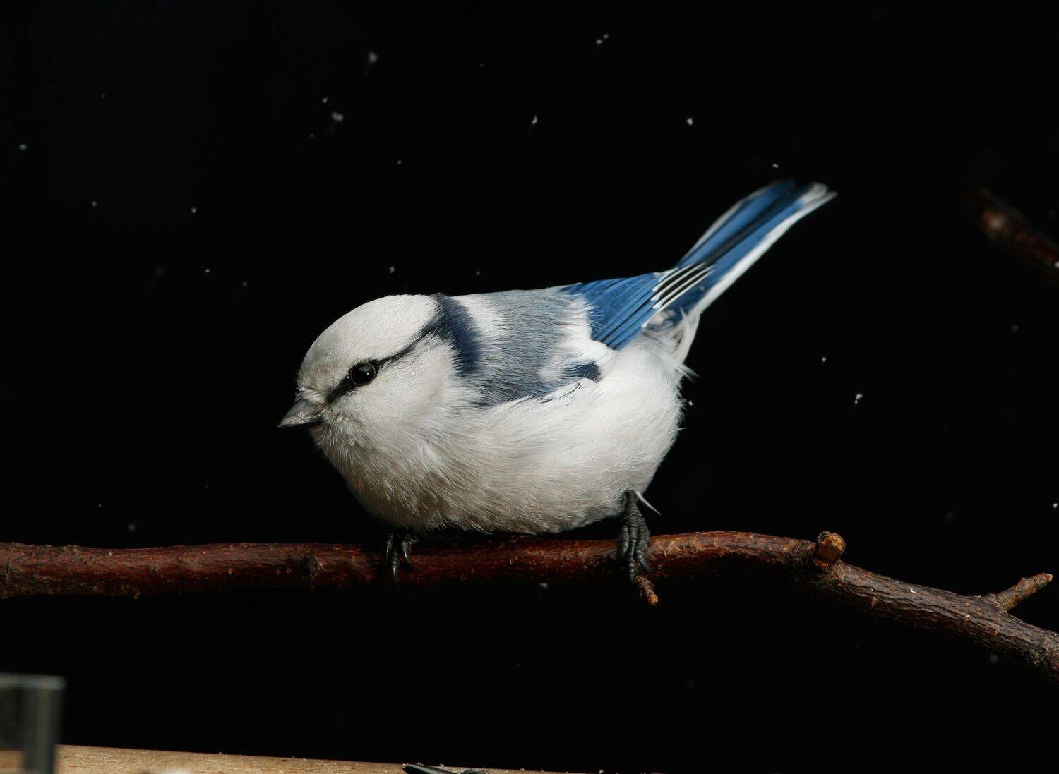князёк, Хромушин Олег