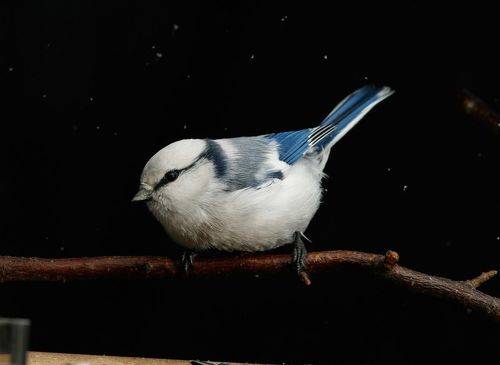 князёк на кормушке