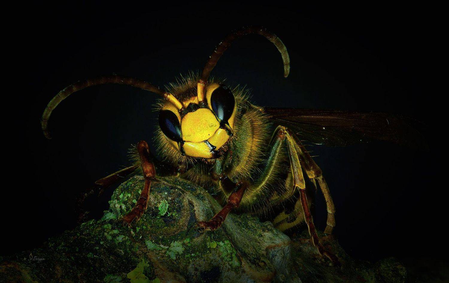 Беларусь, Серж Домбровский