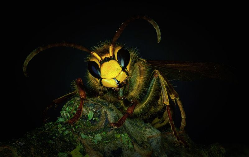 Беларусь Жужа фото превью