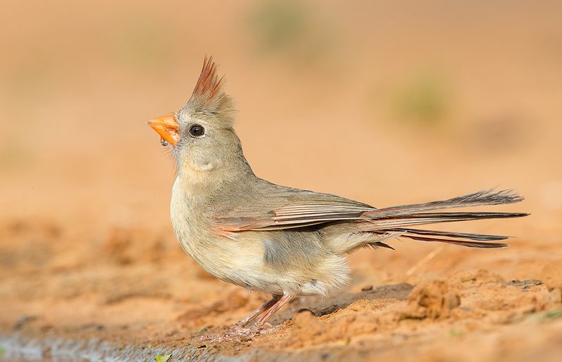 красный кардинал, northern cardinal, cardinal,кардинал, техас Female. Northern Cardinal - cамка. Красный кардинал фото превью