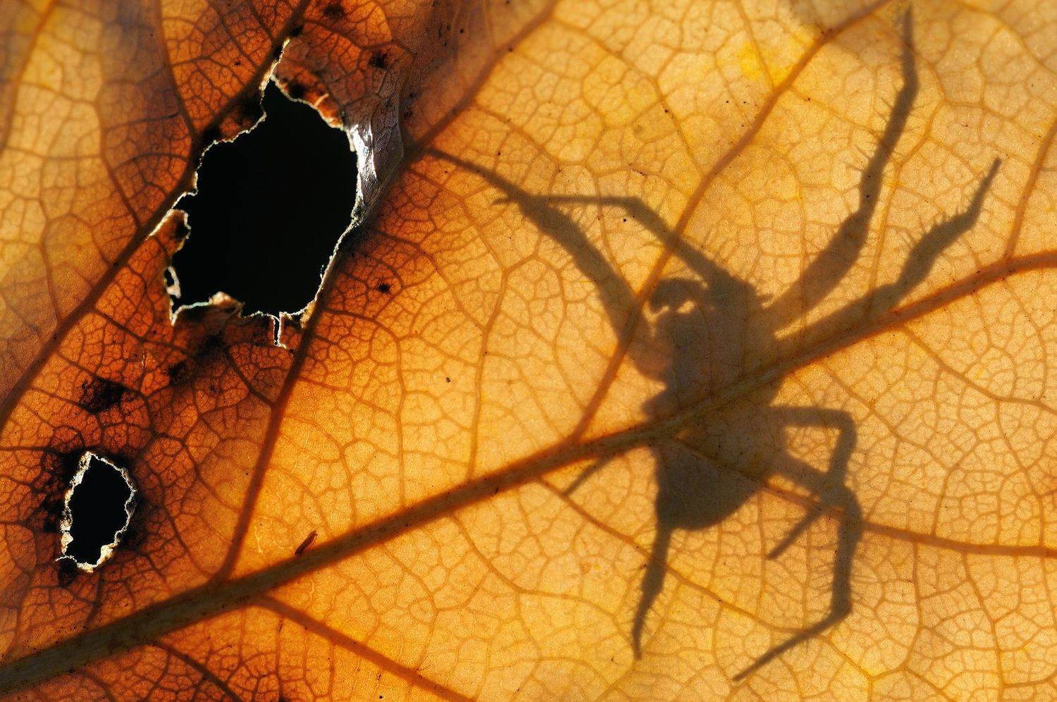 , Чистяков Андрей