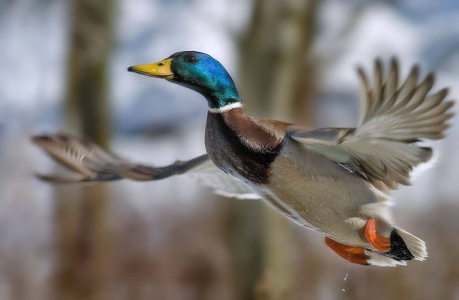 селезень, полёт, Сергей Аникин