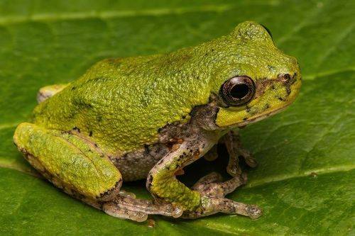 Little frog
