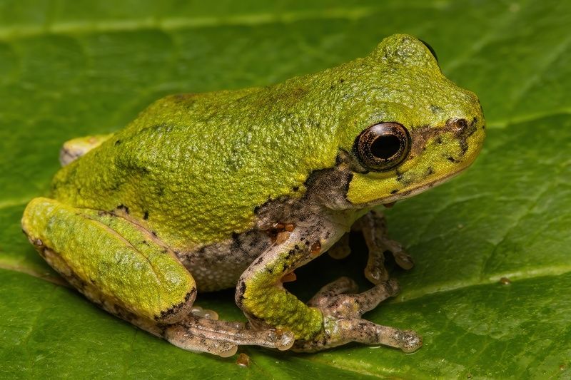 Little frog фото превью
