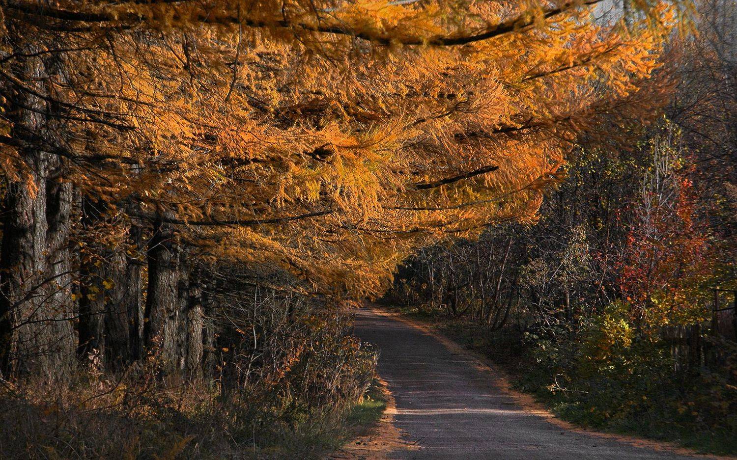 , Ольга Заболотская