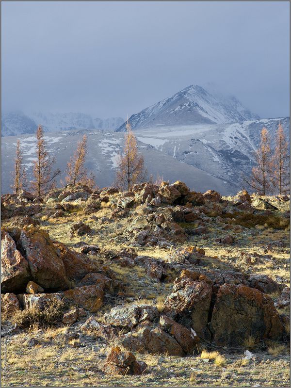 алтай, курай, осень Седой Курай фото превью