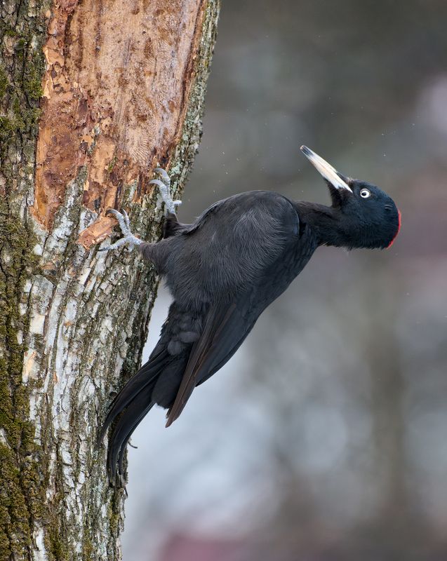 #bird #wildlife #nature #birdphotography Желна фото превью
