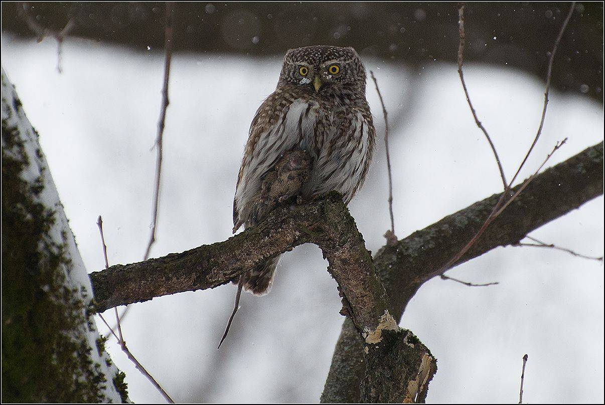 москва, весна, парк, птицы, воробьиный сыч, АНАТОЛИЙ ДОВЫДЕНКО