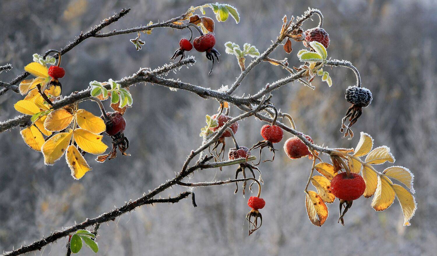 осень , шиповник., Александр Свистков