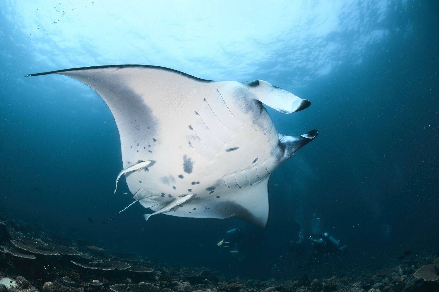 манта, акула, дайвинг, подводная фотосъемка, PAVEL PEREPECHAEV